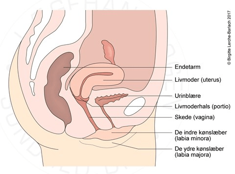 Brunt menstruationsblod MENSTRUATIONSPROPPER: ER